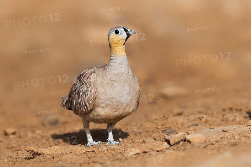 Crowned Sandgrouse (Pterocles coronatus) male, Negev, Israel