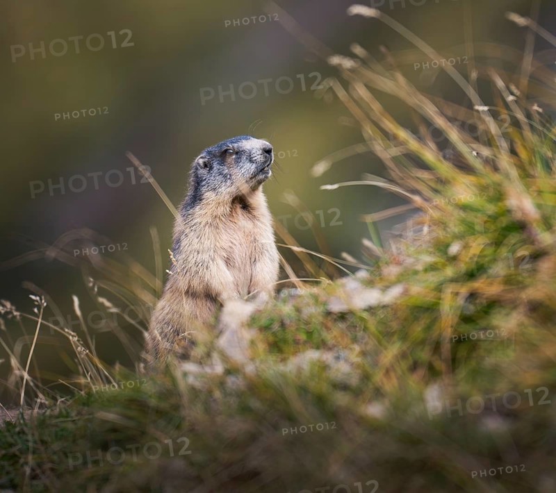 Alpine marmot (Marmota marmota) looking alert, Grisons, Switzerland