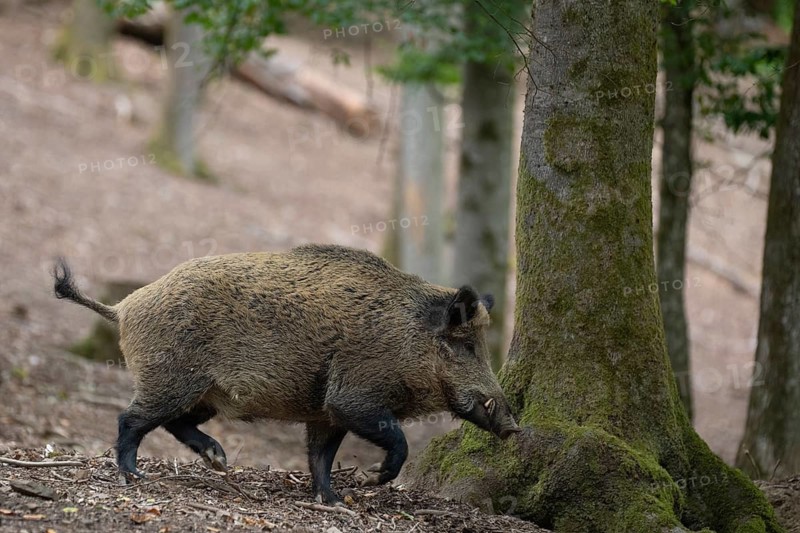 Boar in summer, Wittlich, Rhineland-Palatinate, Germany