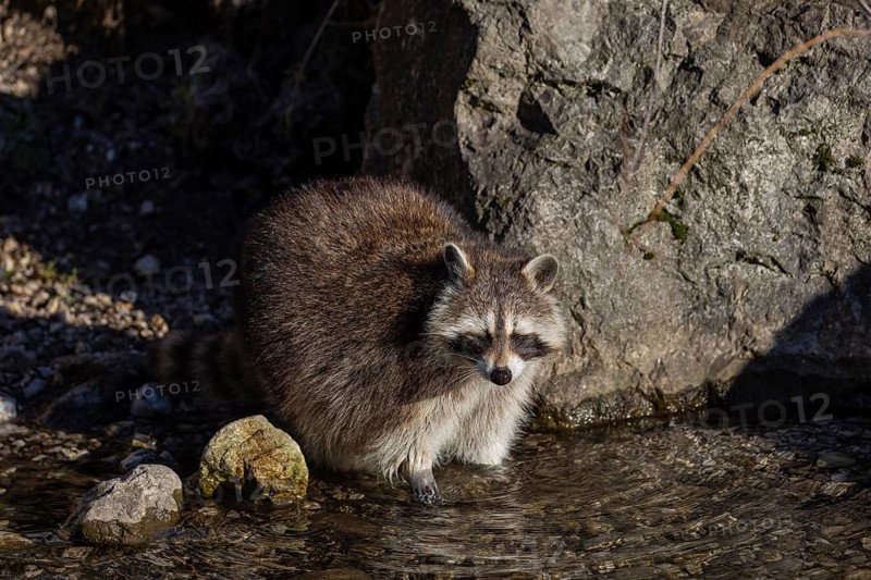 One Raccoon, Procyon lotor, looking for food between the pebbles in shallow water