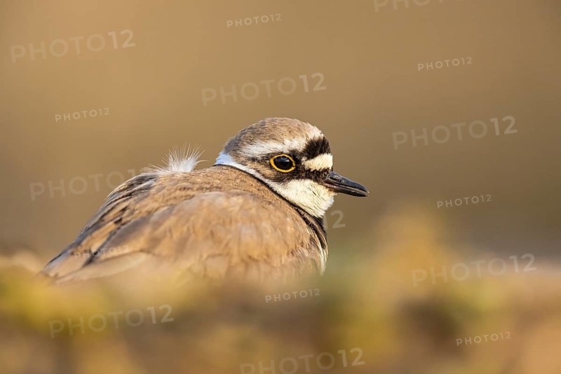 Little Ringed Plover (Charadrius dubius), North Rhine-Westphalia, Germany