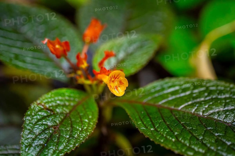 Yellow blossom, Details in the jungle, Dense vegetation, Tortuguero National Park, Costa Rica