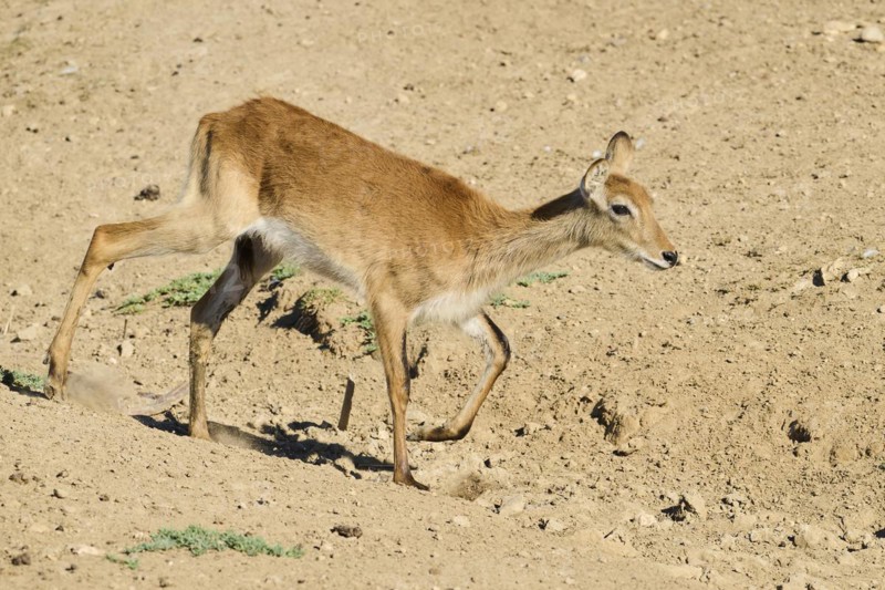 Southern lechwe (Kobus leche) walking in the dessert, captive, distribution Africa