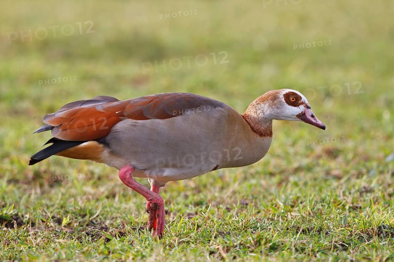 Egyptian Goose (Alopochen aegyptiaca), North Rhine-Westphalia, Germany