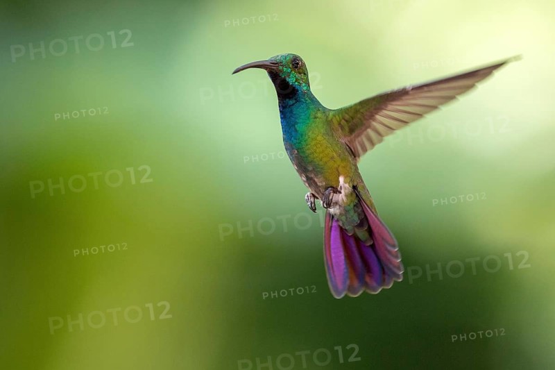 Green-breasted Mango (Anthracothorax prevostii) male flying, Peten, Guatemala