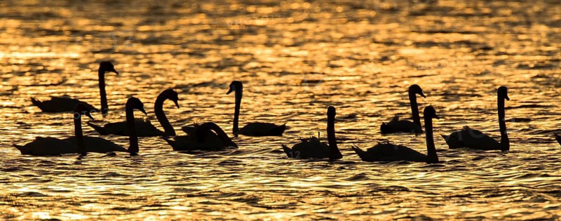 Mute Swan (Cygnus olor) group, Romania