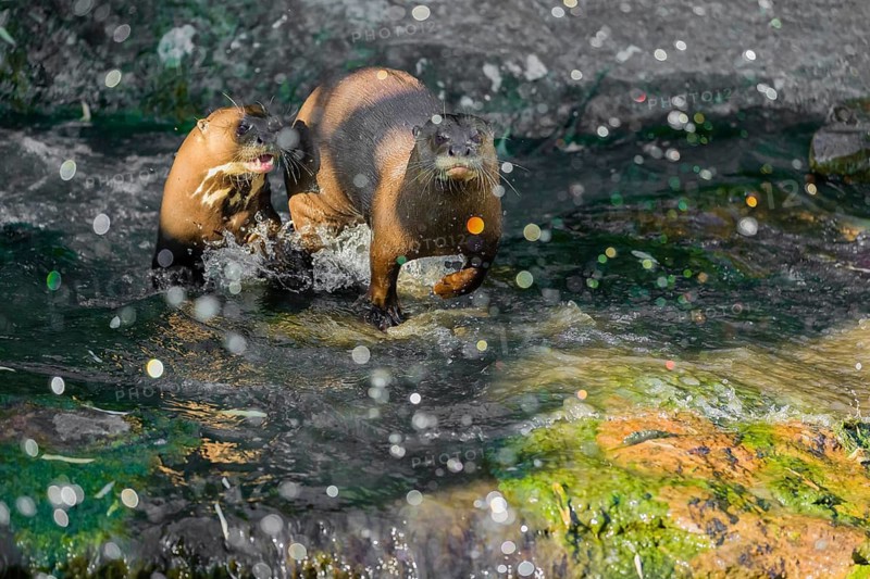 Two giant otter or giant river otter (Pteronura brasiliensis) run out of their hiding place in the stream to chase a bird that flies away in fright