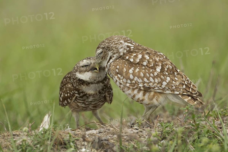 Burrowing Owl (Athene cunicularia), Florida, USA