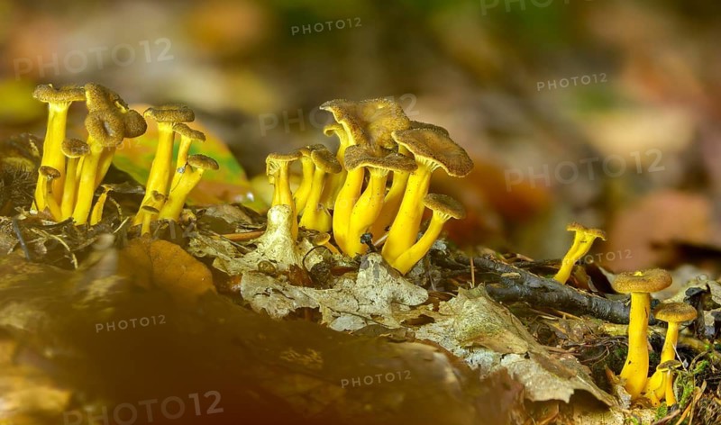 Cantharellus infundibuliformis, craterellus tubaeformis, pierced larch, funnel chanterelle, yellow-stemmed trumpet chanterelle, autumn chanterelle, trumpet chanterelle, yellowfoot, fungi, mushrooms, winter mushroom