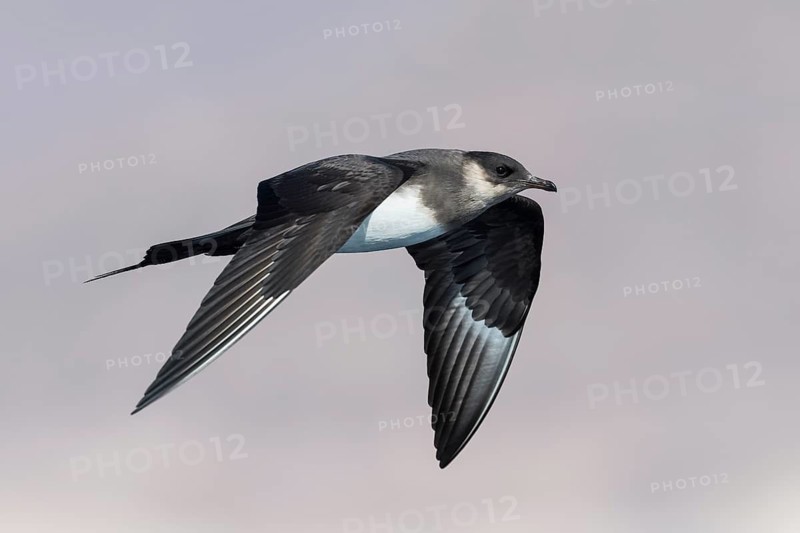Parasitic Jaeger (Stercorarius parasiticus) flying, Eilat, Israel