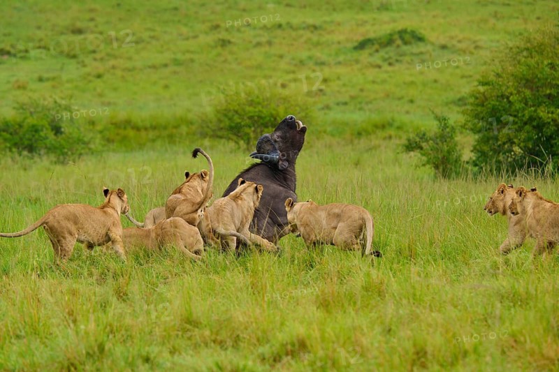 A pride of lions attacks a standing buffalo: lion (Panthera leo), Cape buffalo (Syncerus caffer), Masai Mara National Reserve, Narok County, Kenya