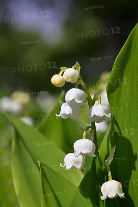 Lily of the valley (Convallaria majalis) – a plant that flowers in spring, close-up of the inflorescence, Wilnsdorf, North Rhine-Westphalia, Germany
