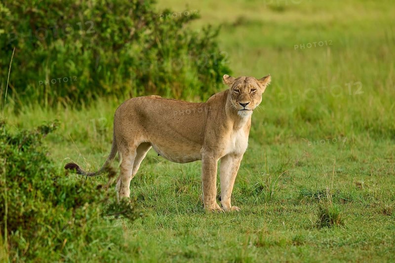 A lioness watches her surroundings intently in the green grassland, lion (Panthera leo), Masai Mara National Reserve, Narok County, Kenya