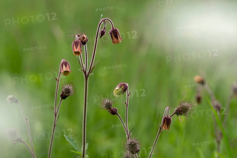 Brownwort, geum rivale, rosaceae, rose family, flora, plants, plants, water avens