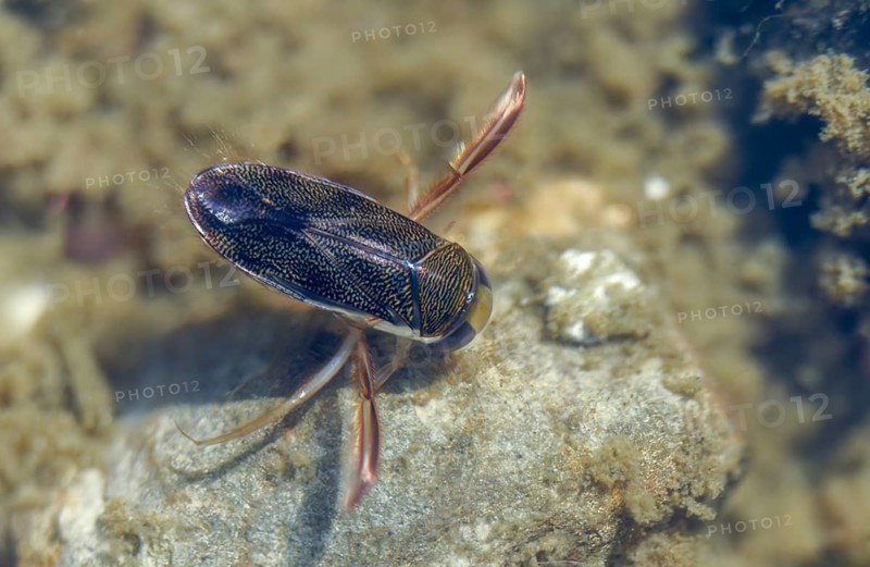 Corix punctata, dotted oar bug, rowing bug, insects, lesser water boatman, lesser waterboatman