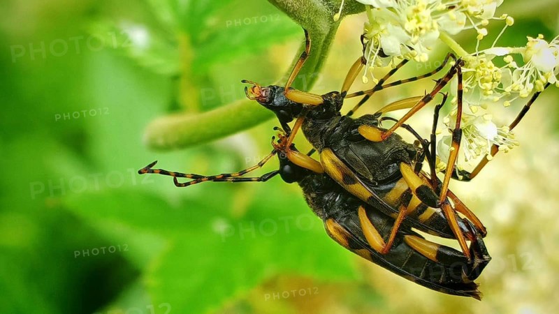 A close-up of two spotted longhorn beetles (Rutpela maculata) mating amongst yellow flowers amidst green leaves, Frankenwald nature park Park, Upper Franconia