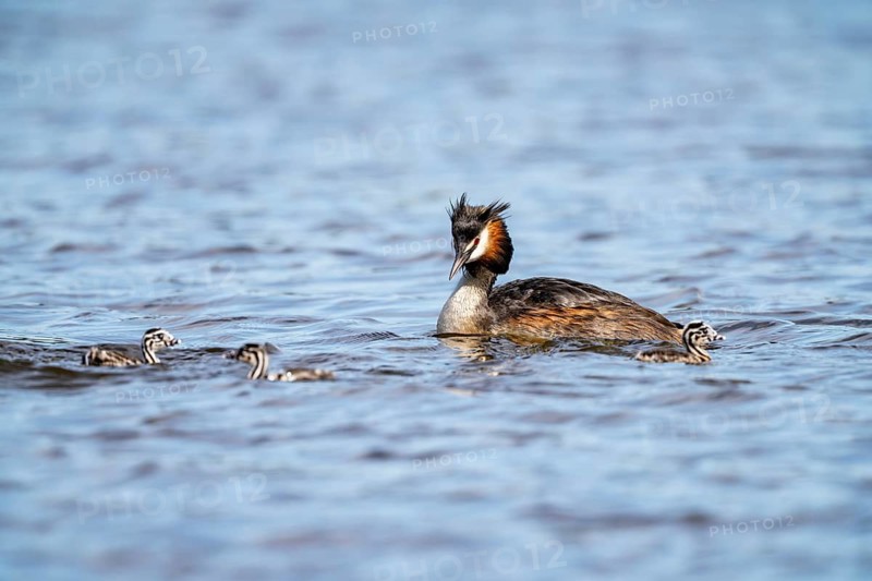 Great Crested Grebe (Podiceps Scalloped ribbonfish), with chicks, Vulkaneifel, Rhineland-Palatinate, Germany