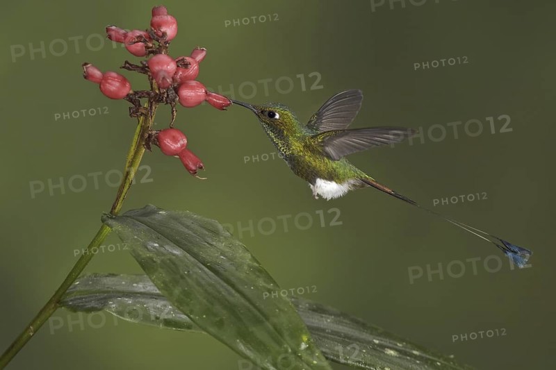 Booted Racket-tail (Ocreatus underwoodii), Ecuador
