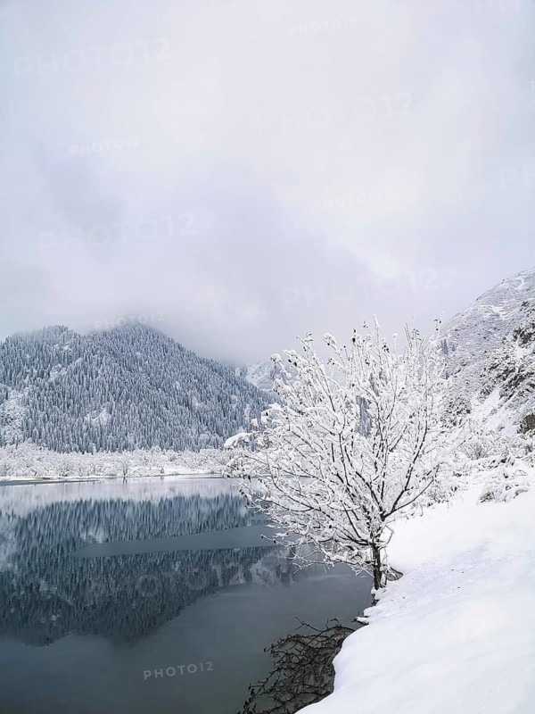A tree covered with snow and black on the shore of a mountain lake in the fog. Winter landscape, A serene winter scene with snow-covered mountains and a lake reflecting the frosty landscape, Lake Issyk, Kazakhstan
