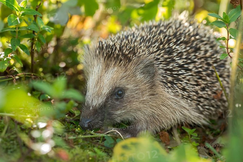 Erinaceus europaeus, hedgehog, insectivora, insectivora, insectivora, adolescent, juvenile, mammals, prickly, mammals, defensive