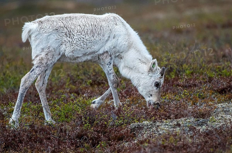 Artiodactyla, even-toed ungulate, Finland, cloven-hoofed, rangifer tarandus, reindeer, reindeer, adolescent, juvenile, mammals, mammals