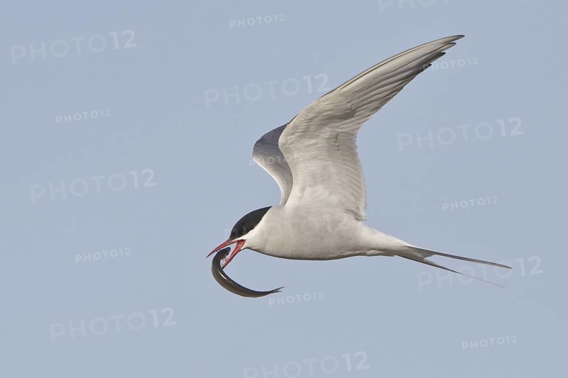 Arctic Tern (Sterna paradisaea) flying, Manitoba, Canada