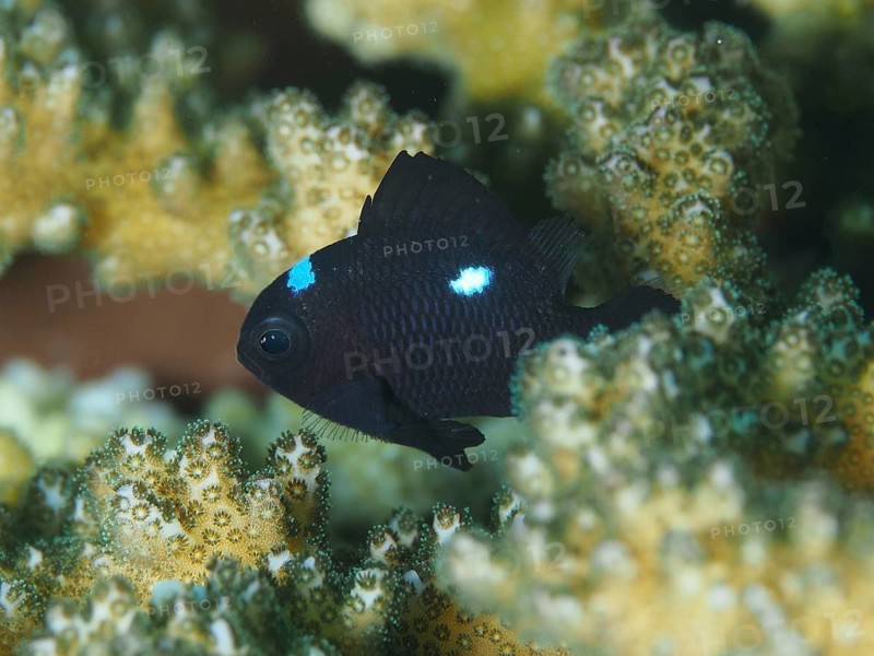 A black fish with white spots, the three-spot Prussian fish (Dascyllus trimaculatus), swimming amongst the corals at the Spice Reef dive site, Penyapangan, Bali, Indonesia