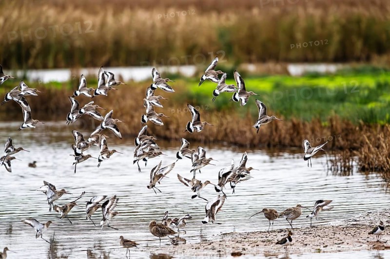 Black-tailed Godwits, Limosa limosa, birds in flight over marshes