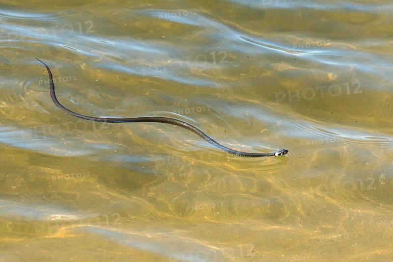 Grass snake, Natrix Natrix, grass snake, reptilia, snakes, swimming, snakes, water