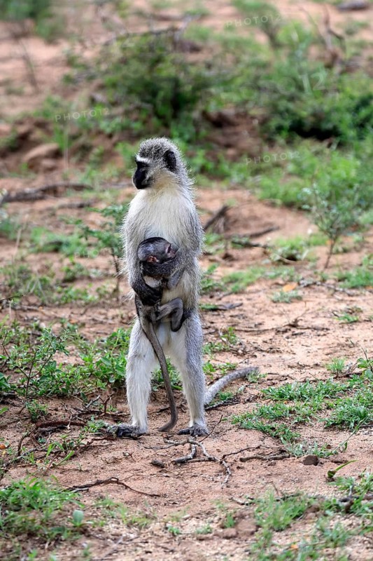 Vervet Monkey (Chlorocebus pygerythrus), adult, female, standing upright, mother, juvenile, baby, social behaviour, caring for young, Kruger National Park, Kruger National Park, South Africa