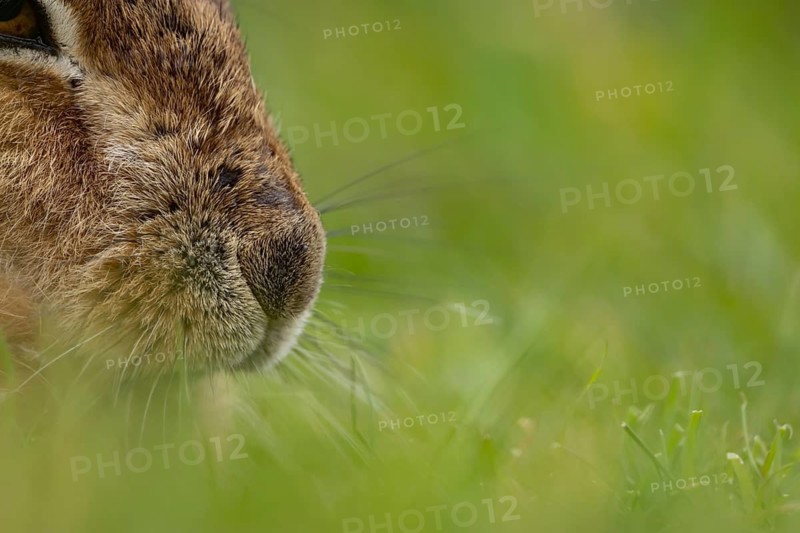European brown hare (Lepus europaeus) adult animal close up of its nose and whiskers, England, United Kingdom