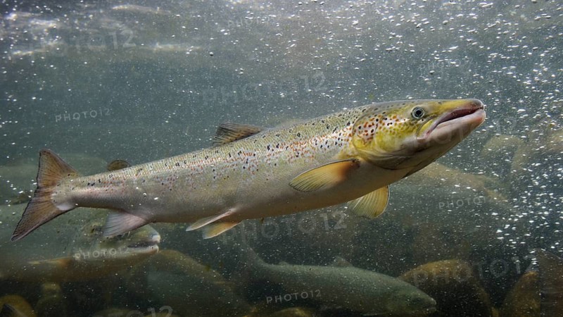 Swimming salmon (Salmo salar) under water, Laerdalsoyri, Norway
