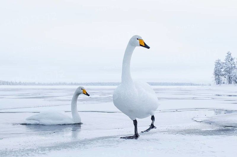Whooper Swan (Cygnus cygnus), Finland
