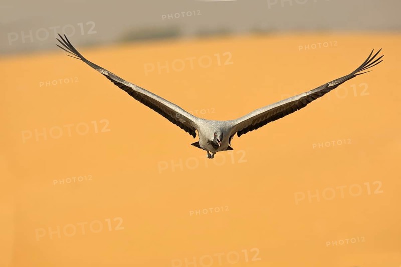 Maiden crane over the dunes of the West Indian Desert, India. Demoiselle Crane over a Dune in the Westindian Desert