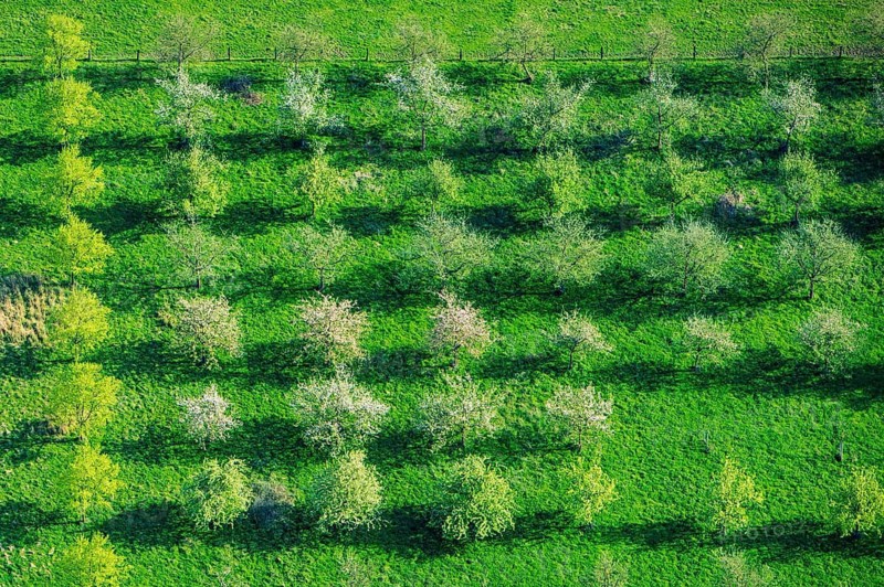 Aerial view of a traditional orchard with fruit trees in the district of Vechta, Oldenburger Münsterland, Damme, Lower Saxony, Germany