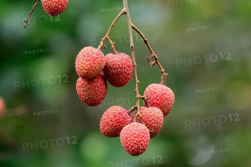 Lychee tree (Litchi chinensis), lychee tree, fruit, ripe, on the tree, Monzi, KwaZulu-Natal, South Africa