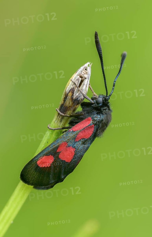 Wetland ram, five-spot burnet, clover ram, marsh horn clover ram, zygaena trifolii, blood droplets, butterfly, high size, portrait format, insects, moths, moths, moths, moths, butterfly, ram