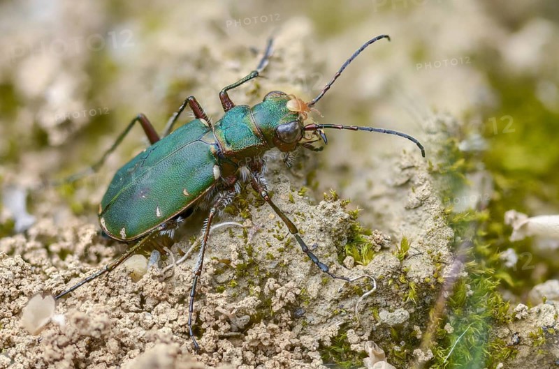 Acari, arachnida, carabidae, cicindela campestris, field sandground beetle, field sandstrider, mite, sandground beetle, arachnids, arthropods, coleoptera, arthropods, green tiger beetle, insects, beetles, ground beetles