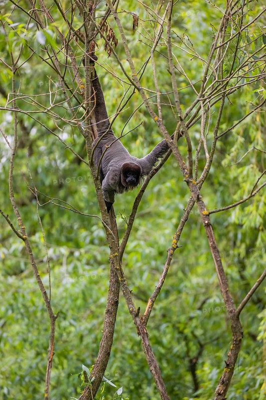 A common woolly monkey, brown woolly monkey, or Humboldt's woolly monkey (Lagothrix lagothricha) climbs in a tree