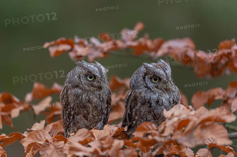 Two Eurasian scops owls (Otus scops)sitting on a twig of a beech tree, embedded in brown leafs
