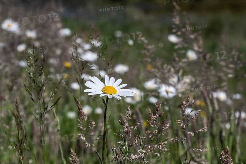 Marguerites (Leucanthemum vulgare), Emsland, Lower Saxony, Germany