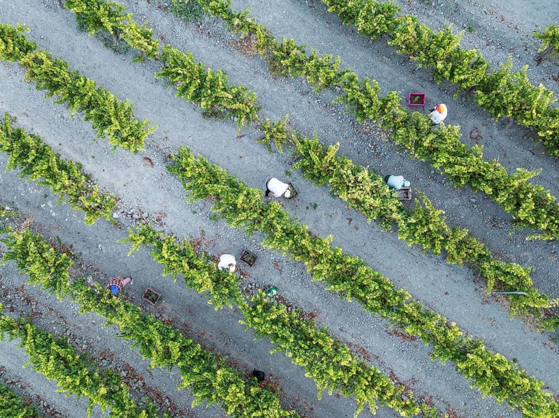 Vintage at the vineyard of the Bodega González Byass near the town of Jerez de la Frontera. Aerial view. Drone shot. Cádiz province, Andalusia, Spain