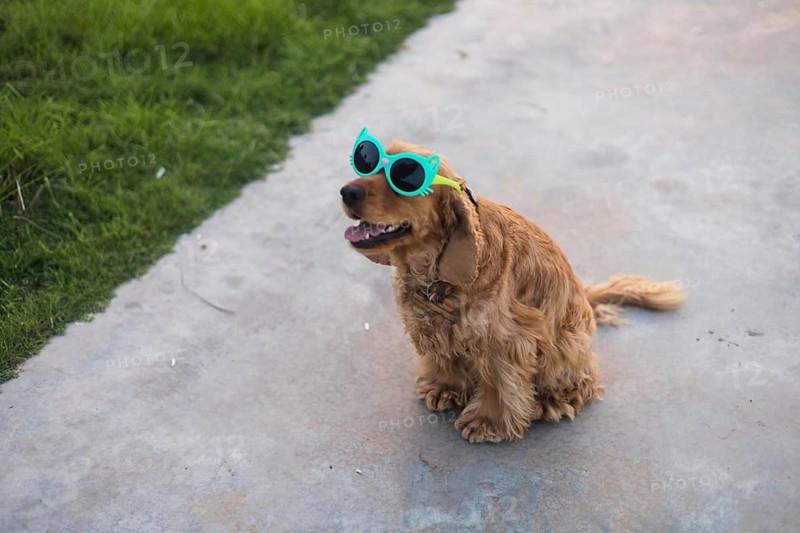 Dog in sunglasses sitting happily on a path with grass on sides, exuding a carefree mood