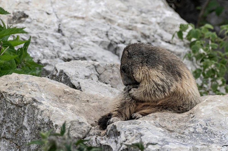 Marmot (Marmota marmota), Monte Baldo, Italy