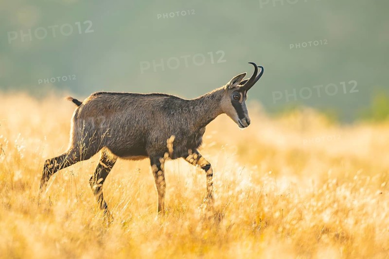 Chamois (Rupicapra rupicapra) on a meadow in the morning sun in the Vosges Mountains, wildlife, France