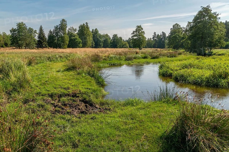 Bavaria, Upper Palatinate, Tirschenreuth, Waldnaab, Waldnaabaue, wild pastures Waldnaabaue, extensive grazing
