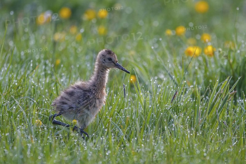 Black-tailed Godwit (Limosa limosa) juvenile, Netherlands
