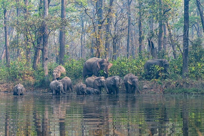 Wild elephant herd with young animals at watering hole, Asian elephant, Elephas maximus, Bardia National Park, jungle, jungle, Nepal