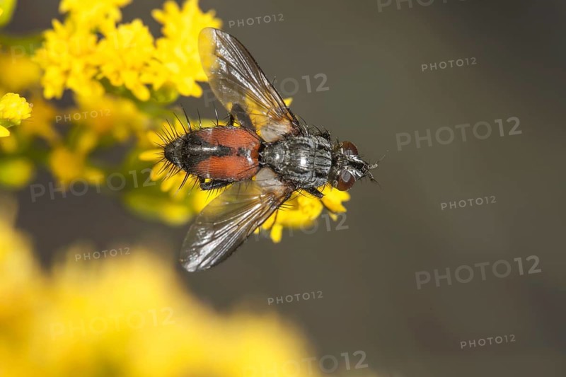 Close-up of a parasite fly (Eriothrix rufomaculata) on Solidago canadensis, with a macro shot and a summery feel, Baden-Württemberg, Germany