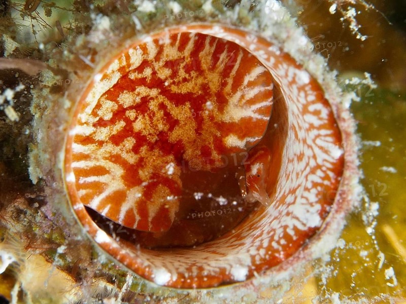 Close-up of the red-outlined opening of a giant worm snail (Thylacodes arenarius), a worm snail with delicate white patterns. Dive site: Hausriff, Stoja, Pula, Croatia, Mediterranean Sea